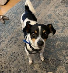 Lost Male Dog last seen Beech Bend walking trail, Nashville, TN 37221
