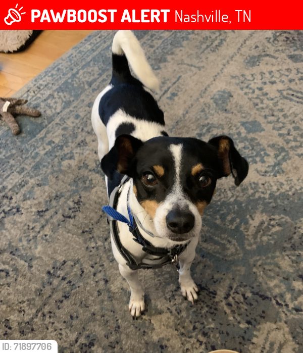 Lost Male Dog last seen Beech Bend walking trail, Nashville, TN 37221
