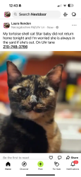 Lost Female Cat last seen Uhr lane and bell Dr , San Antonio, TX 78217