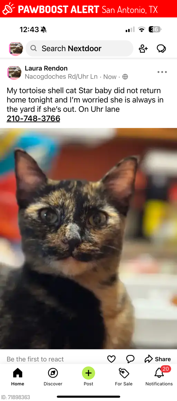 Lost Female Cat last seen Uhr lane and bell Dr , San Antonio, TX 78217