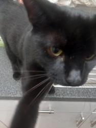 Lost Male Cat last seen Bury, Greater Manchester, England BL9 6JD