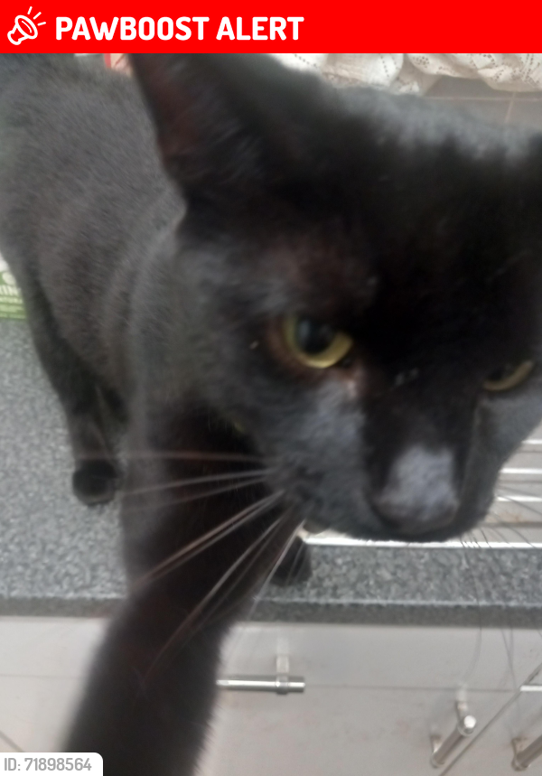 Lost Male Cat last seen Bury, Greater Manchester, England BL9 6JD