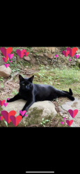Lost Male Cat last seen High street , Bloomfield, CT 06002