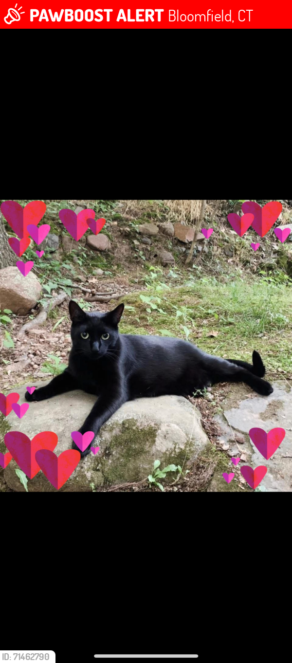 Lost Male Cat last seen High street, Bloomfield, CT 06002