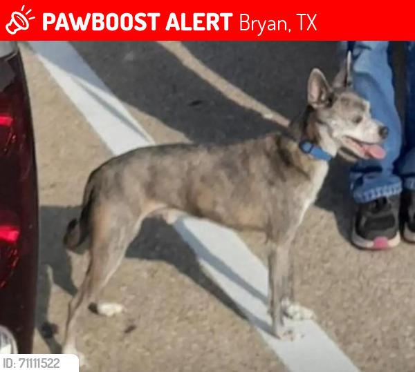 Lost Male Dog last seen Bennett,& walker bryan, Bryan, TX 77802