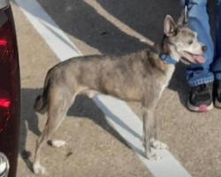 Lost Male Dog last seen Bennett,& walker bryan, Bryan, TX 77802