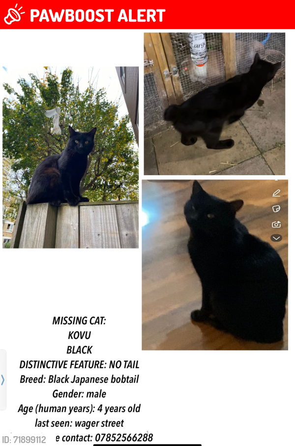 Lost Male Cat last seen Wager street E3, Greater London, England E3 4AD