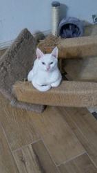Lost Female Cat last seen Saybrook , Humble, TX 77396