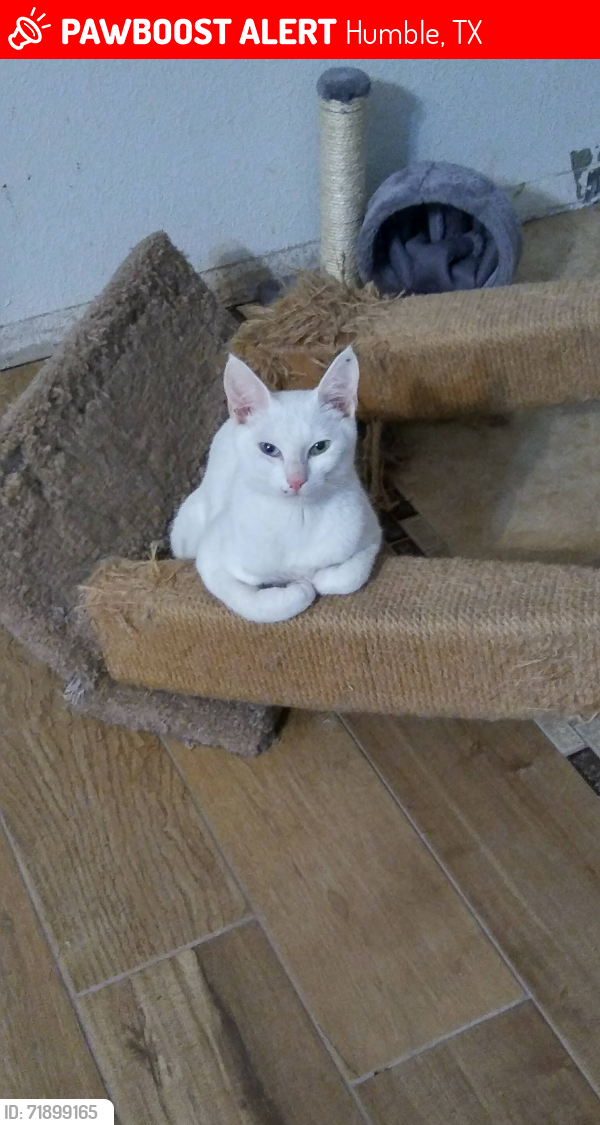 Lost Female Cat last seen Saybrook , Humble, TX 77396