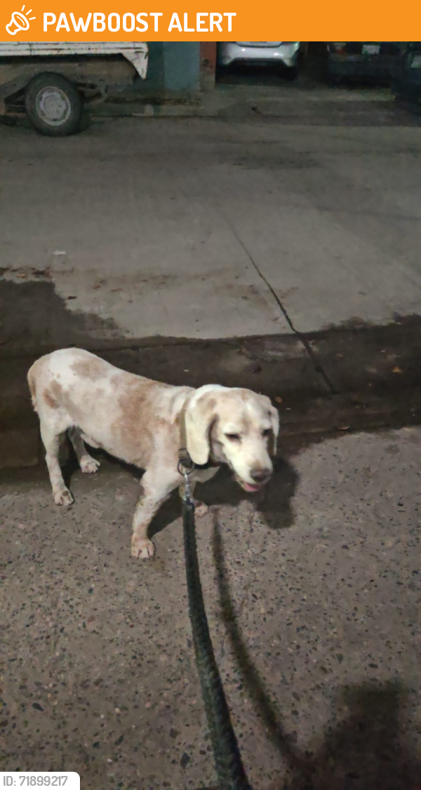 Found/Stray Male Dog last seen Villas de cortes, Culiacán Sinaloa , Culiacán Rosales, Sin. 80140