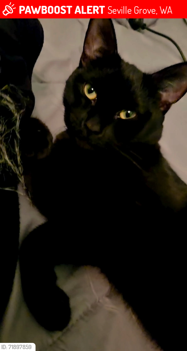 Lost Male Cat last seen Armadale Primary School/ Pioneer Village, Bedfordale, WA 6112
