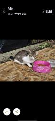 Lost Male Cat last seen Lane Ave ,Pickettville Rd,Old Kings Road, Jacksonville, FL 32254