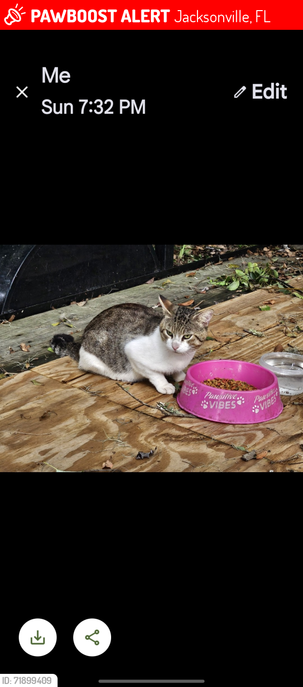 Lost Male Cat last seen Lane Ave ,Pickettville Rd,Old Kings Road, Jacksonville, FL 32254