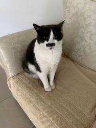 Lost Female Cat last seen Civic Way / Bunda St / Kwigan Lane Rouse Hill, Rouse Hill, NSW 2155