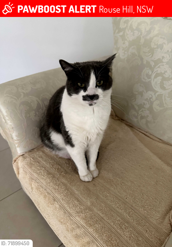 Lost Female Cat last seen Civic Way / Bunda St / Kwigan Lane Rouse Hill, Rouse Hill, NSW 2155