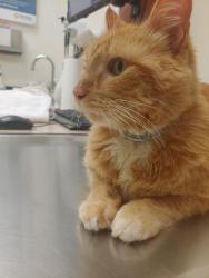 Lost Male Cat last seen E. Airtex Dr. and Plaza E. Blvd., Houston, TX 77073