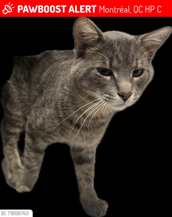 Lost Male Cat last seen Lasalle Hôpital , Montréal, QC H8P 1C1