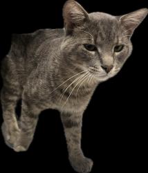 Lost Male Cat last seen Lasalle Hôpital , Montréal, QC H8P 1C1