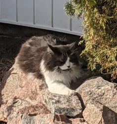 Lost Male Cat last seen Coulbeck Rd and Banbury , Brantford, ON N3P