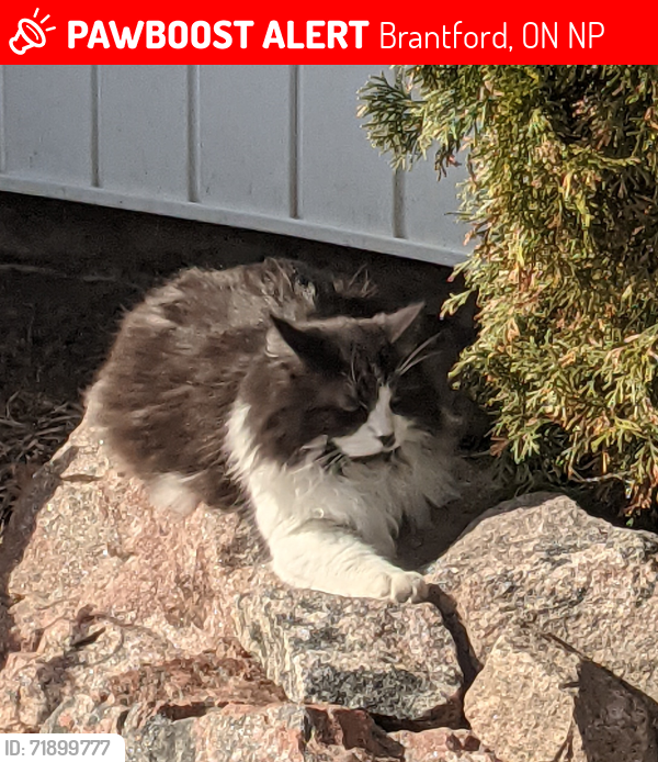 Lost Male Cat last seen Coulbeck Rd and Banbury , Brantford, ON N3P