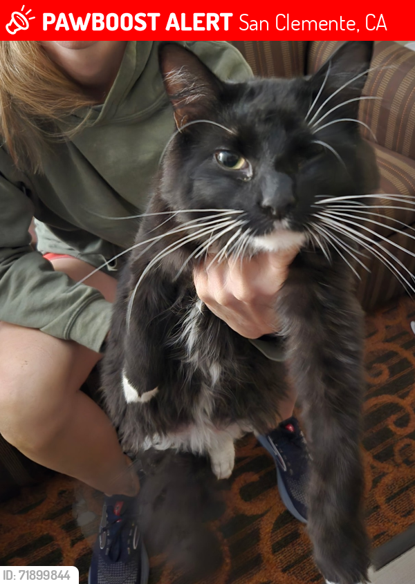 Lost Male Cat last seen Near San Onofre Elementary School, San Clemente, CA 92672
