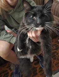 Lost Male Cat last seen Near San Onofre Elementary School, San Clemente, CA 92672
