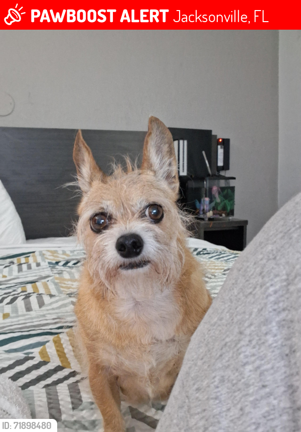 Lost Female Dog last seen Youngerman cir and Blanding blvd, Jacksonville, FL 32244