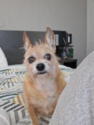 Lost Female Dog last seen Youngerman cir and Blanding blvd, Jacksonville, FL 32244