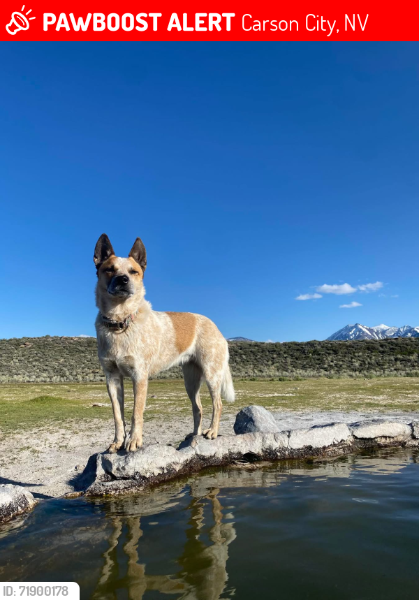 Lost Female Cat last seen End of ash Canyon rd, Carson City, NV 89703
