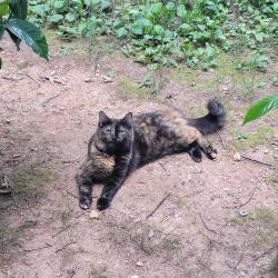 Lost Female Cat last seen Ellijay Ingles up 515, past turn right to Greenfield, Ellijay, GA 30536