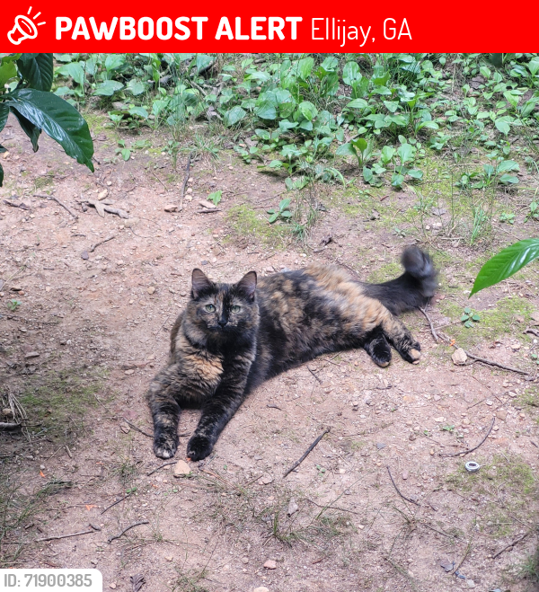 Lost Female Cat last seen Ellijay Ingles up 515, past turn right to Greenfield, Ellijay, GA 30536