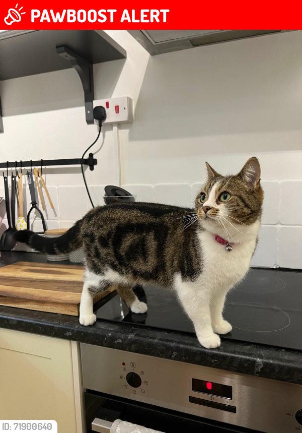 Lost Female Cat last seen Hocombe Mead Nature Reserve , Chandler's Ford, England SO53 5NN