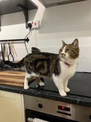 Lost Female Cat last seen Hocombe Mead Nature Reserve , Chandler's Ford, England SO53 5NN