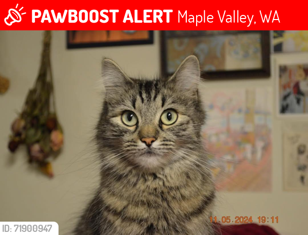 Lost Female Cat last seen Behind Safeway at 4 Corners, Maple Valley, WA 98038