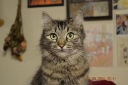 Lost Female Cat last seen Behind Safeway at 4 Corners, Maple Valley, WA 98038
