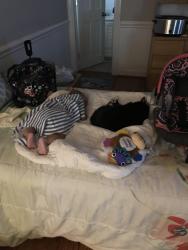 Lost Male Cat last seen Red Banks, Greenville, NC 27858