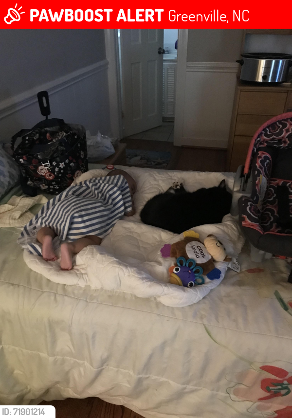 Lost Male Cat last seen Red Banks, Greenville, NC 27858