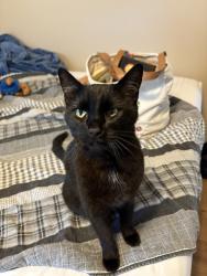 Lost Male Cat last seen Near s gas station in three way tn , Three Way, TN 38343