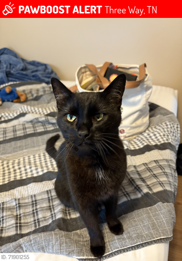 Lost Male Cat last seen Near s gas station in three way tn , Three Way, TN 38343