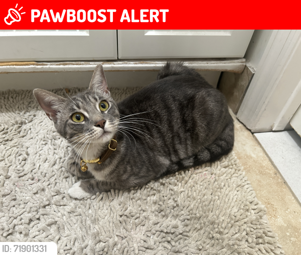 Lost Female Cat last seen Greenwood ave 33st, West Palm Beach, FL 33407