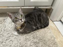 Lost Female Cat last seen Greenwood ave 33st, West Palm Beach, FL 33407