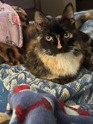 Lost Female Cat last seen Santana, Santee, CA 92071