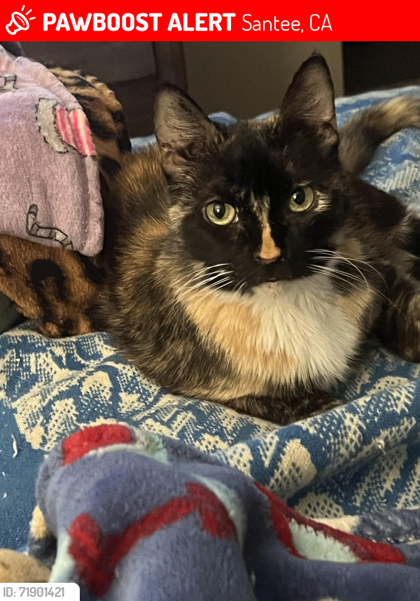 Lost Female Cat last seen Santana, Santee, CA 92071