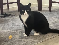 Lost Male Cat last seen Kaywin and Valley near Northwest LL, Bethlehem, PA 18018