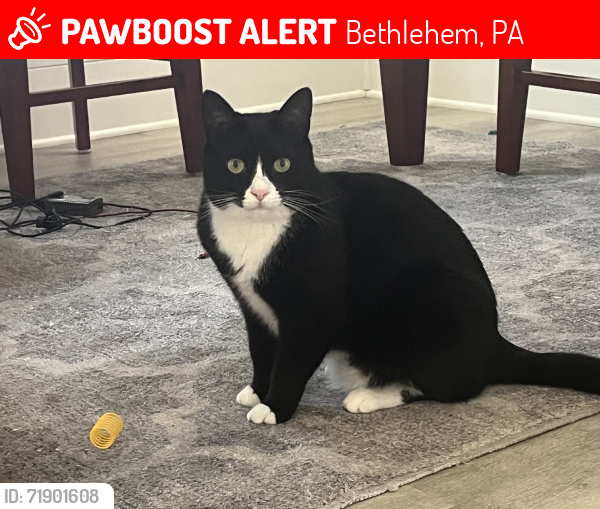 Lost Male Cat last seen Kaywin and Valley near Northwest LL, Bethlehem, PA 18018