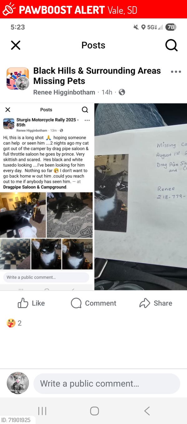 Lost Male Cat last seen Drag pipe saloon/ full throttle saloon , Vale, SD 57788