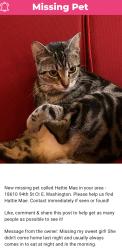 Lost Female Cat last seen Sky Island, Bonney Lake, WA 98391
