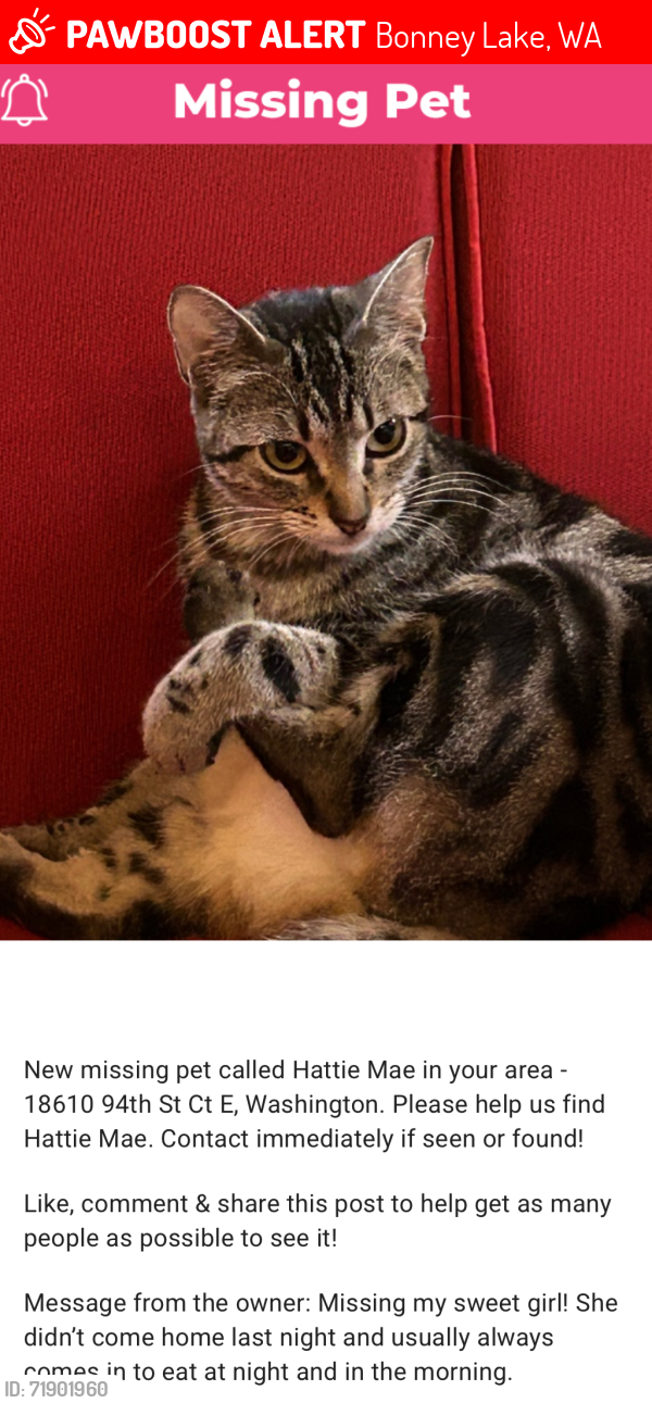Lost Female Cat last seen Sky Island, Bonney Lake, WA 98391