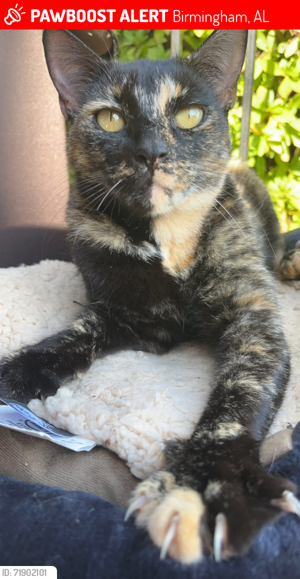 Lost Female Cat last seen Edenton , Birmingham, AL 35242