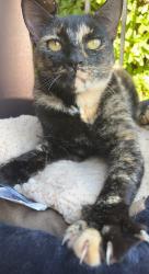 Lost Female Cat last seen Edenton , Birmingham, AL 35242